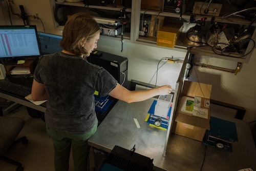 Maya Corridore ’27 is investigating how hunger level affects escape performance in wolf spiders, or Pardosa milvina as part of her summer research project.